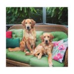 Chad James Buchanan Instagram - Watching these two grow has been full of magic 🙌🏼🙌🏼 #mansbestfriend