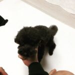 Chanyeol Instagram - 천재견 인정