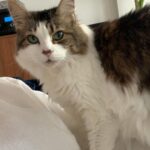 Chiara Aurelia Instagram -