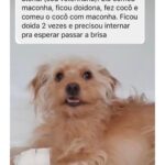 Chico Felitti Instagram - PET FAZENDO PETICE! As histórias mais tontas de tutores agindo que nem animais com seus bichos competiram nos stories. Essas são as mais votadas pelo público, tem 40 no story destacado EC PET Animal Kingdom
