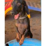 Chico Felitti Instagram - PET FAZENDO PETICE! As histórias mais tontas de tutores agindo que nem animais com seus bichos competiram nos stories. Essas são as mais votadas pelo público, tem 40 no story destacado EC PET Animal Kingdom