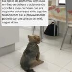 Chico Felitti Instagram – PET FAZENDO PETICE! As histórias mais tontas de tutores agindo que nem animais com seus bichos competiram nos stories. Essas são as mais votadas pelo público, tem 40 no story destacado EC PET Animal Kingdom