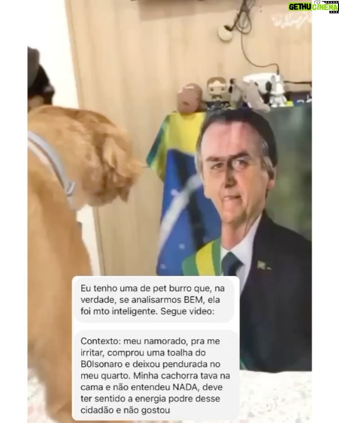 Chico Felitti Instagram - PET FAZENDO PETICE! As histórias mais tontas de tutores agindo que nem animais com seus bichos competiram nos stories. Essas são as mais votadas pelo público, tem 40 no story destacado EC PET Animal Kingdom