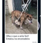 Chico Felitti Instagram – PET FAZENDO PETICE! As histórias mais tontas de tutores agindo que nem animais com seus bichos competiram nos stories. Essas são as mais votadas pelo público, tem 40 no story destacado EC PET Animal Kingdom