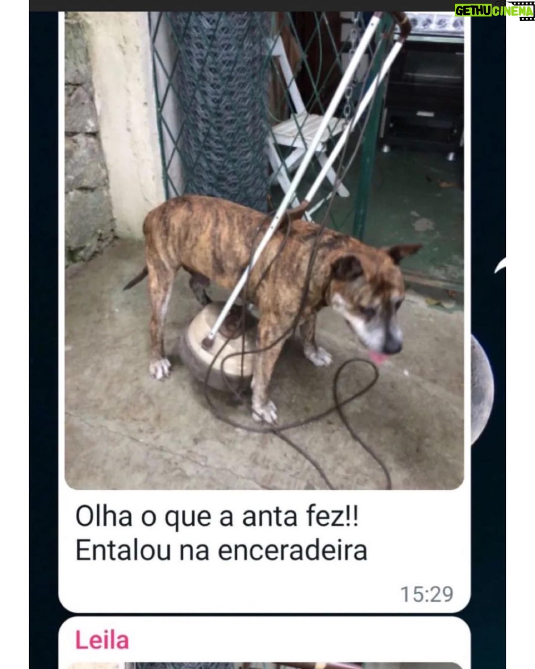 Chico Felitti Instagram - PET FAZENDO PETICE! As histórias mais tontas de tutores agindo que nem animais com seus bichos competiram nos stories. Essas são as mais votadas pelo público, tem 40 no story destacado EC PET Animal Kingdom