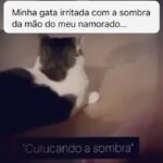 Chico Felitti Instagram – PET FAZENDO PETICE! As histórias mais tontas de tutores agindo que nem animais com seus bichos competiram nos stories. Essas são as mais votadas pelo público, tem 40 no story destacado EC PET Animal Kingdom