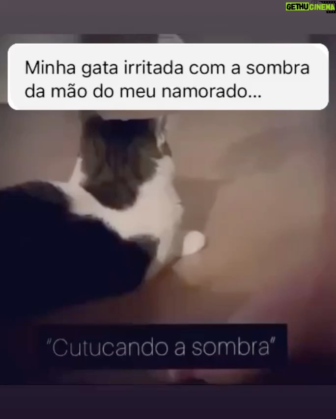 Chico Felitti Instagram - PET FAZENDO PETICE! As histórias mais tontas de tutores agindo que nem animais com seus bichos competiram nos stories. Essas são as mais votadas pelo público, tem 40 no story destacado EC PET Animal Kingdom