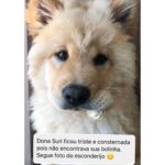 Chico Felitti Instagram - PET FAZENDO PETICE! As histórias mais tontas de tutores agindo que nem animais com seus bichos competiram nos stories. Essas são as mais votadas pelo público, tem 40 no story destacado EC PET Animal Kingdom