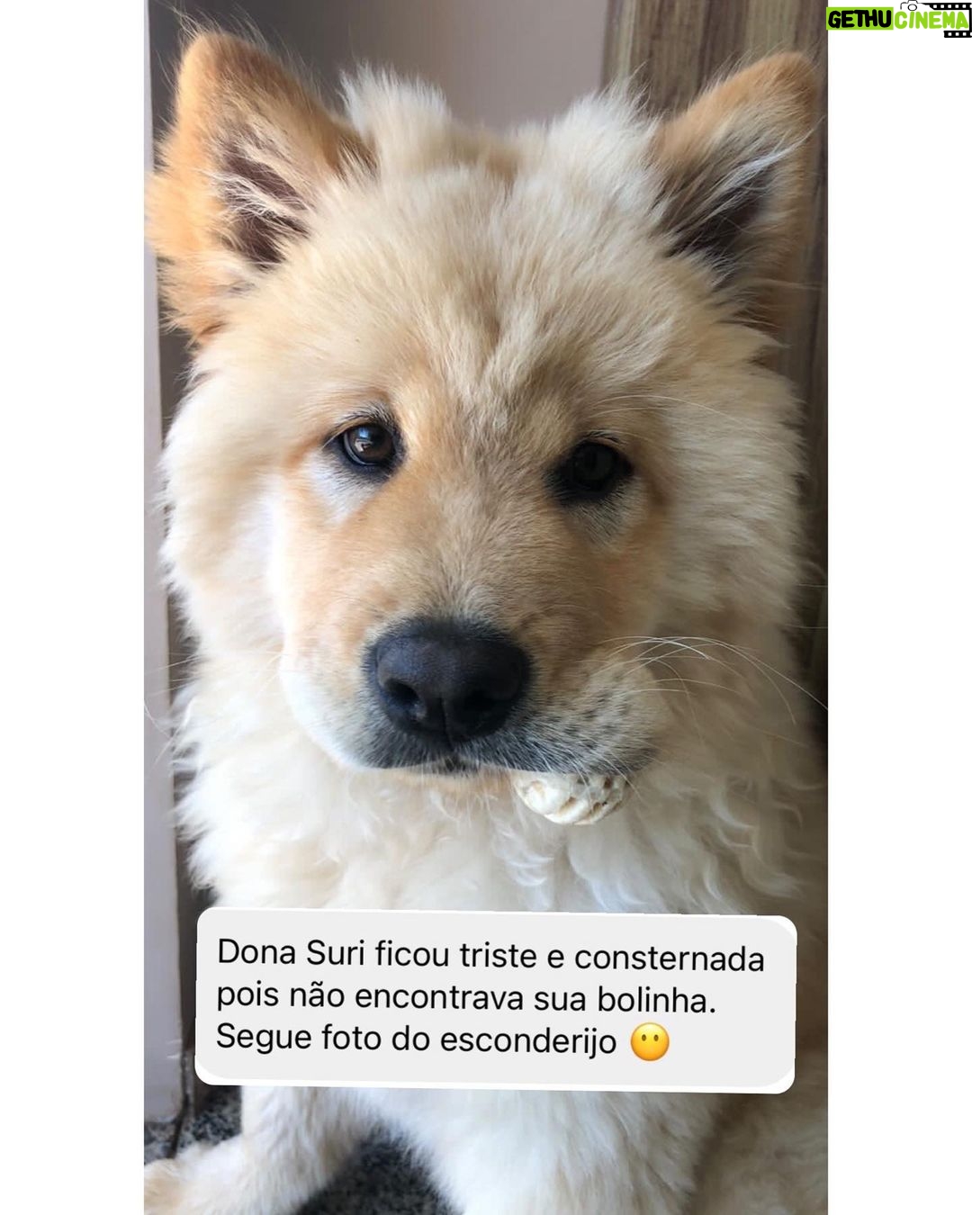 Chico Felitti Instagram - PET FAZENDO PETICE! As histórias mais tontas de tutores agindo que nem animais com seus bichos competiram nos stories. Essas são as mais votadas pelo público, tem 40 no story destacado EC PET Animal Kingdom
