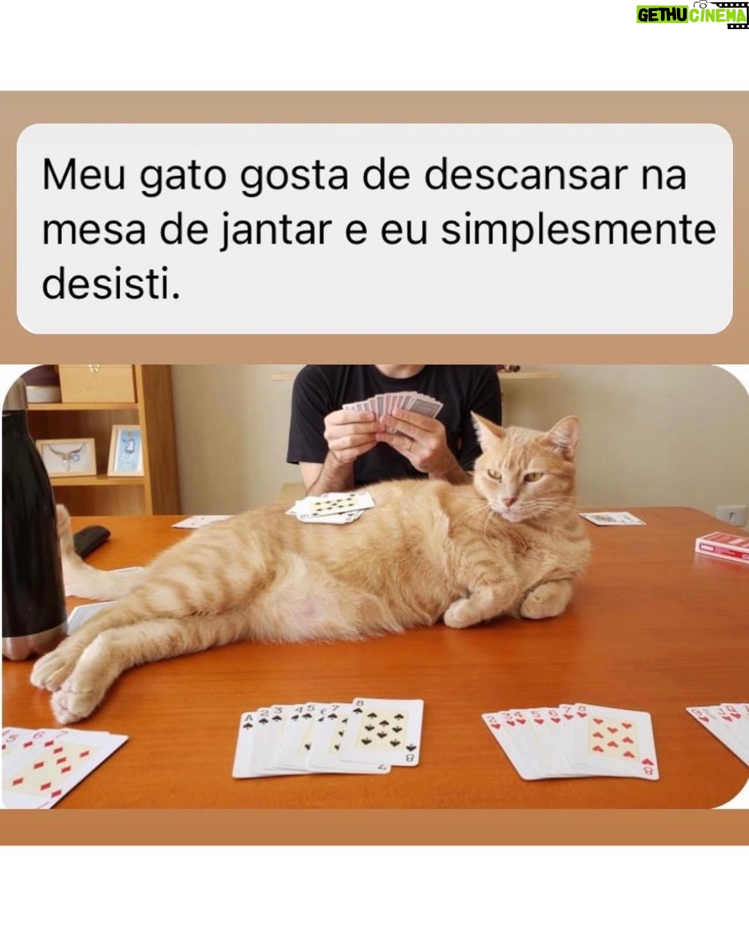Chico Felitti Instagram - PET FAZENDO PETICE! As histórias mais tontas de tutores agindo que nem animais com seus bichos competiram nos stories. Essas são as mais votadas pelo público, tem 40 no story destacado EC PET Animal Kingdom