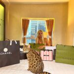 Chico Felitti Instagram - Ep4: Kat Torres conquista a internet. Primeiro, com uma página de Facebook chamada Coisas da Kat, onde compartilha fotos suas cobertas por piadas. Depois, como uma influencer de lifestyle, que esfrega na cara das seguidoras muitas sacolas de grife, muitos carros & muitos hotéis. Enquanto isso, vende roupas como as suas numa loja on-line. Só que nesse período, Kat não era rica. Quem conta é seu ex-marido, que virou milionário com criptomoeda depois que foi abandonado por ela, & hoje mora numa igreja pintada de preto, onde quer fundar o primeiro museu de arte digital do mundo. Ouça no link da bio