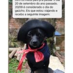Chico Felitti Instagram - PET DA VOVÓ 👵 . As melhores histórias de pais de pais de pet competiram ontem. Aqui vão as mais votadas, mas tem 30 outras no story destacado EC AVÓS DE PET 🐶 🐱 PET SHOP BOYZ