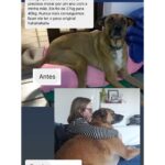 Chico Felitti Instagram - PET DA VOVÓ 👵 . As melhores histórias de pais de pais de pet competiram ontem. Aqui vão as mais votadas, mas tem 30 outras no story destacado EC AVÓS DE PET 🐶 🐱 PET SHOP BOYZ