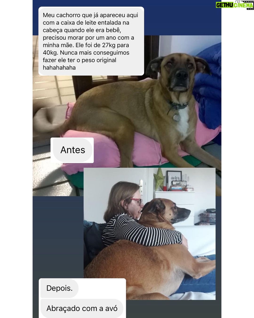 Chico Felitti Instagram - PET DA VOV脫 馃懙 . As melhores hist贸rias de pais de pais de pet competiram ontem. Aqui v茫o as mais votadas, mas tem 30 outras no story destacado EC AV脫S DE PET 馃惗 馃惐 PET SHOP BOYZ