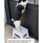 Chico Felitti Instagram - PET DA VOVÓ 👵 . As melhores histórias de pais de pais de pet competiram ontem. Aqui vão as mais votadas, mas tem 30 outras no story destacado EC AVÓS DE PET 🐶 🐱 PET SHOP BOYZ