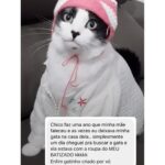 Chico Felitti Instagram - PET DA VOVÓ 👵 . As melhores histórias de pais de pais de pet competiram ontem. Aqui vão as mais votadas, mas tem 30 outras no story destacado EC AVÓS DE PET 🐶 🐱 PET SHOP BOYZ