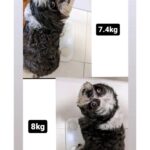Chico Felitti Instagram - PET DA VOVÓ 👵 . As melhores histórias de pais de pais de pet competiram ontem. Aqui vão as mais votadas, mas tem 30 outras no story destacado EC AVÓS DE PET 🐶 🐱 PET SHOP BOYZ