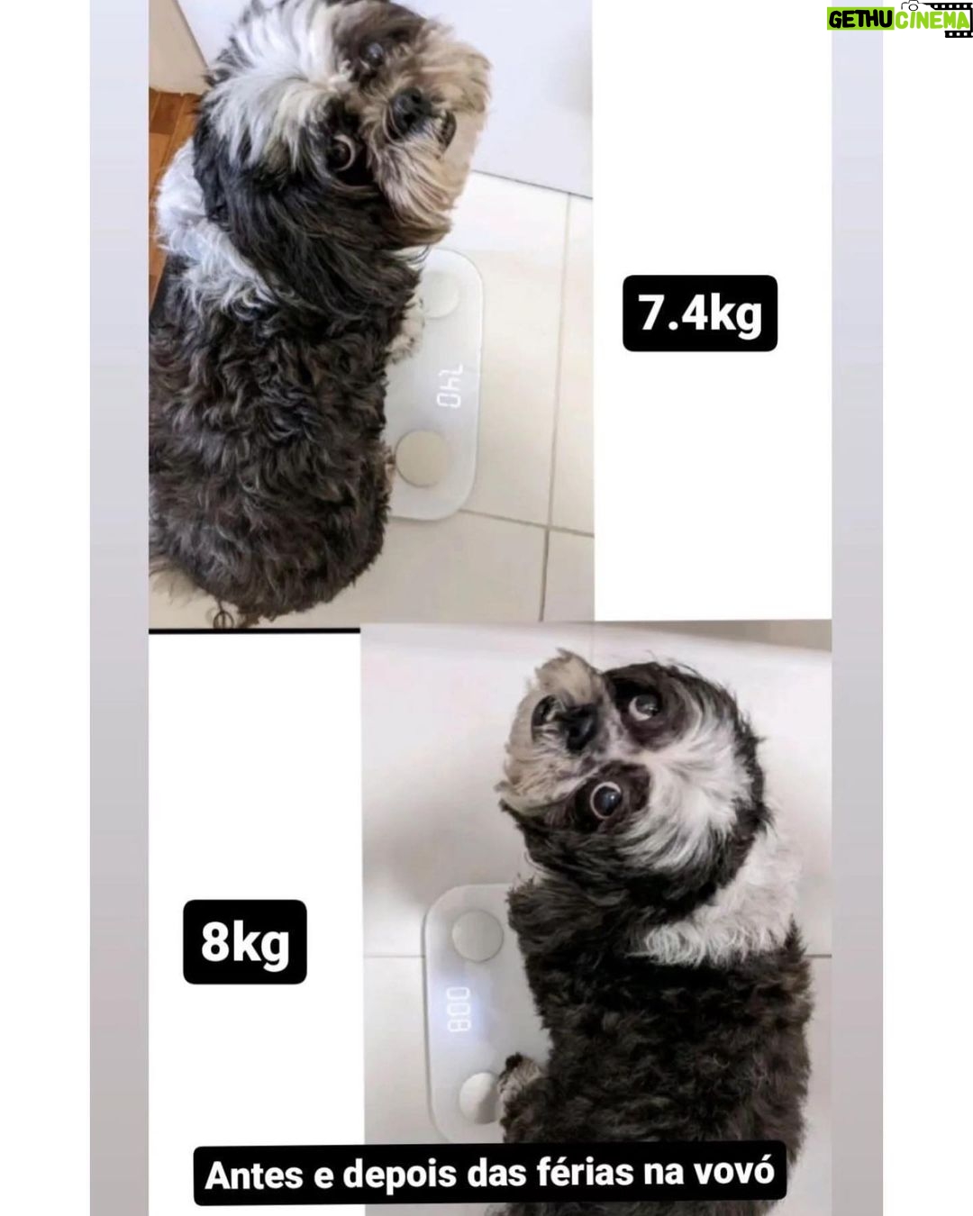 Chico Felitti Instagram - PET DA VOV脫 馃懙 . As melhores hist贸rias de pais de pais de pet competiram ontem. Aqui v茫o as mais votadas, mas tem 30 outras no story destacado EC AV脫S DE PET 馃惗 馃惐 PET SHOP BOYZ