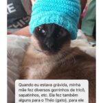 Chico Felitti Instagram - PET DA VOVÓ 👵 . As melhores histórias de pais de pais de pet competiram ontem. Aqui vão as mais votadas, mas tem 30 outras no story destacado EC AVÓS DE PET 🐶 🐱 PET SHOP BOYZ