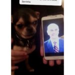 Chico Felitti Instagram – CARA DE UM…. Os pets com apelidos mais únicos competiram ontem. Esses aqui são os mais votados, tem outros 30 no story destacado EC Pet Encrequinhas Pet Shop