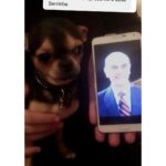 Chico Felitti Instagram - CARA DE UM…. Os pets com apelidos mais únicos competiram ontem. Esses aqui são os mais votados, tem outros 30 no story destacado EC Pet Encrequinhas Pet Shop