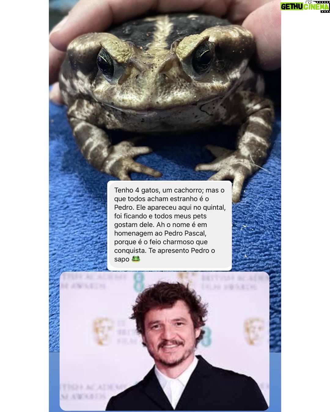 Chico Felitti Instagram - CARA DE UM…. Os pets com apelidos mais únicos competiram ontem. Esses aqui são os mais votados, tem outros 30 no story destacado EC Pet Encrequinhas Pet Shop