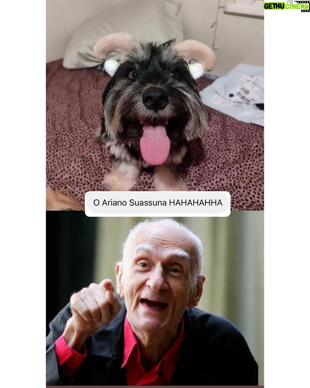 Chico Felitti Instagram - CARA DE UM…. Os pets com apelidos mais únicos competiram ontem. Esses aqui são os mais votados, tem outros 30 no story destacado EC Pet Encrequinhas Pet Shop