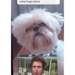 Chico Felitti Instagram - CARA DE UM…. Os pets com apelidos mais únicos competiram ontem. Esses aqui são os mais votados, tem outros 30 no story destacado EC Pet Encrequinhas Pet Shop
