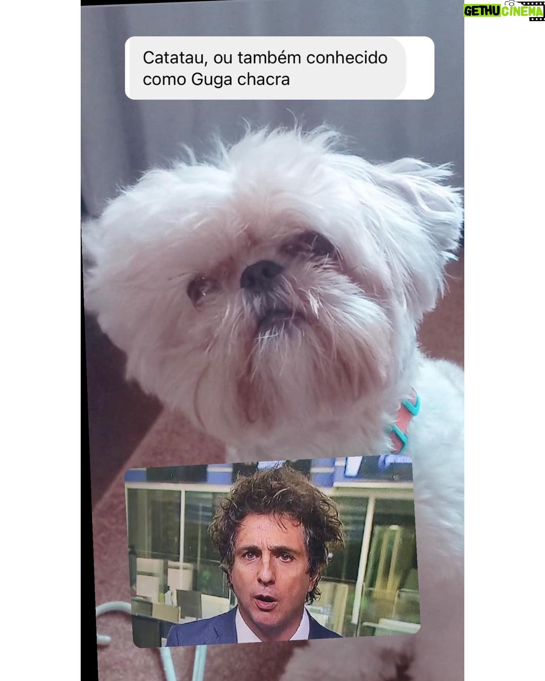 Chico Felitti Instagram - CARA DE UM…. Os pets com apelidos mais únicos competiram ontem. Esses aqui são os mais votados, tem outros 30 no story destacado EC Pet Encrequinhas Pet Shop