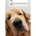 Chico Felitti Instagram - CARA DE UM…. Os pets com apelidos mais únicos competiram ontem. Esses aqui são os mais votados, tem outros 30 no story destacado EC Pet Encrequinhas Pet Shop