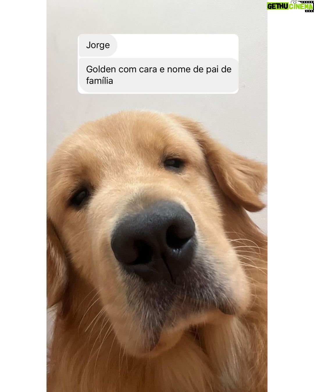 Chico Felitti Instagram - CARA DE UM…. Os pets com apelidos mais únicos competiram ontem. Esses aqui são os mais votados, tem outros 30 no story destacado EC Pet Encrequinhas Pet Shop