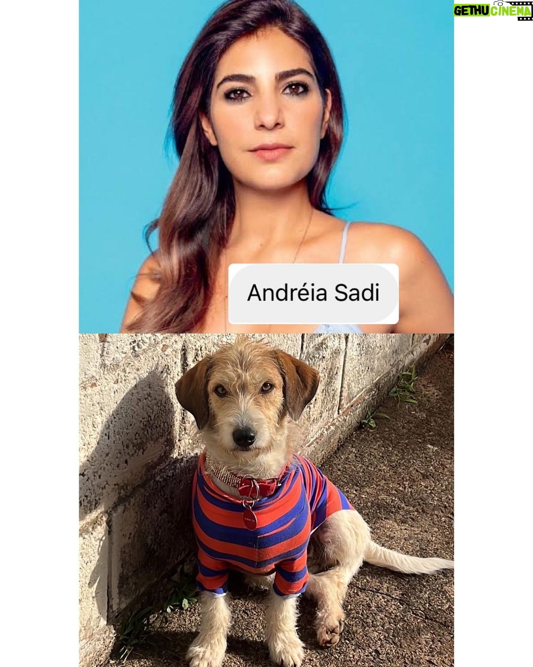 Chico Felitti Instagram - CARA DE UM…. Os pets com apelidos mais únicos competiram ontem. Esses aqui são os mais votados, tem outros 30 no story destacado EC Pet Encrequinhas Pet Shop