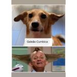 Chico Felitti Instagram – CARA DE UM…. Os pets com apelidos mais únicos competiram ontem. Esses aqui são os mais votados, tem outros 30 no story destacado EC Pet Encrequinhas Pet Shop