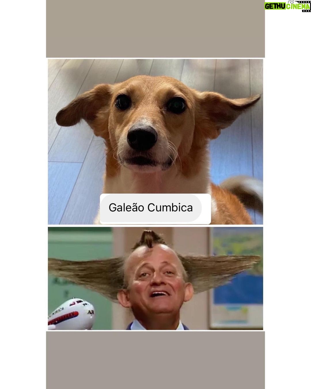 Chico Felitti Instagram - CARA DE UM…. Os pets com apelidos mais únicos competiram ontem. Esses aqui são os mais votados, tem outros 30 no story destacado EC Pet Encrequinhas Pet Shop