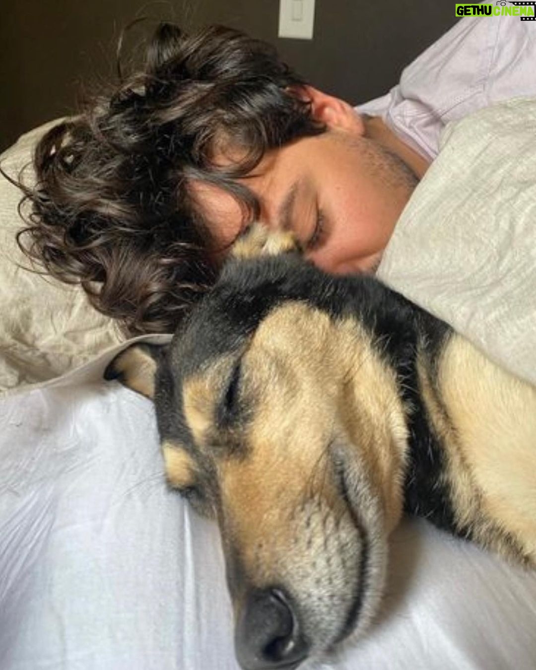 Chico Felitti - 62.4K Likes - Você foi o cachorro mais esquisito q eu conheci. Chegou em casa como se tivesse 2 anos. Em um mês, a gente descobriu que tinha 12. Você saiu da rua, mas nunca deixou de ser o terror dela: rosnou pra homens & mulheres, crianças & adultos, judeus & muçulmanos. Mas, assim que chegava em casa, você virava um bebê idoso & só dormia se alguém te abraçasse. Você cuidou do renan como se fosse seu filhote, & vá saber quantos você teve de fato por aí. Você era a primeira coisa que eu via quando acordava. E eu ficava feliz de te ver & você ficava feliz de me ver. Agora, você vai ser treze quilos de vazio no sofá, onde ainda tá o seu cheiro. Você foi o melhor cachorro que eu conheci, Feia.