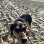 Chico Felitti Instagram - Você foi o cachorro mais esquisito q eu conheci. Chegou em casa como se tivesse 2 anos. Em um mês, a gente descobriu que tinha 12. Você saiu da rua, mas nunca deixou de ser o terror dela: rosnou pra homens & mulheres, crianças & adultos, judeus & muçulmanos. Mas, assim que chegava em casa, você virava um bebê idoso & só dormia se alguém te abraçasse. Você cuidou do renan como se fosse seu filhote, & vá saber quantos você teve de fato por aí. Você era a primeira coisa que eu via quando acordava. E eu ficava feliz de te ver & você ficava feliz de me ver. Agora, você vai ser treze quilos de vazio no sofá, onde ainda tá o seu cheiro. Você foi o melhor cachorro que eu conheci, Feia.