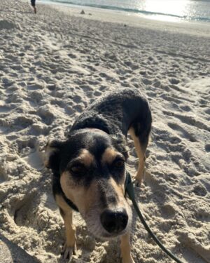 Chico Felitti Instagram - Você foi o cachorro mais esquisito q eu conheci. Chegou em casa como se tivesse 2 anos. Em um mês, a gente descobriu que tinha 12. Você saiu da rua, mas nunca deixou de ser o terror dela: rosnou pra homens & mulheres, crianças & adultos, judeus & muçulmanos. Mas, assim que chegava em casa, você virava um bebê idoso & só dormia se alguém te abraçasse. Você cuidou do renan como se fosse seu filhote, & vá saber quantos você teve de fato por aí. Você era a primeira coisa que eu via quando acordava. E eu ficava feliz de te ver & você ficava feliz de me ver. Agora, você vai ser treze quilos de vazio no sofá, onde ainda tá o seu cheiro. Você foi o melhor cachorro que eu conheci, Feia.