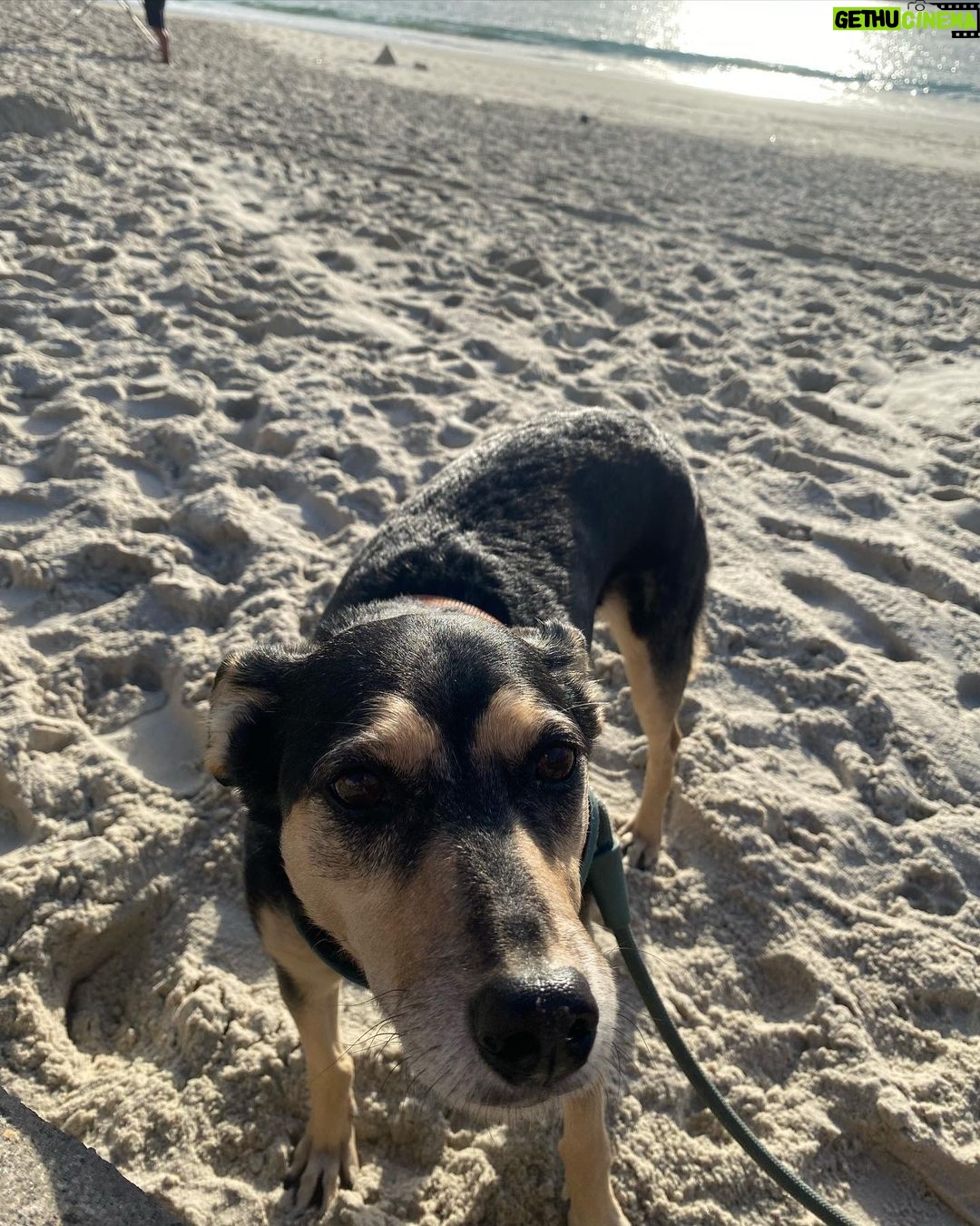 Chico Felitti - 62.4K Likes - Você foi o cachorro mais esquisito q eu conheci. Chegou em casa como se tivesse 2 anos. Em um mês, a gente descobriu que tinha 12. Você saiu da rua, mas nunca deixou de ser o terror dela: rosnou pra homens & mulheres, crianças & adultos, judeus & muçulmanos. Mas, assim que chegava em casa, você virava um bebê idoso & só dormia se alguém te abraçasse. Você cuidou do renan como se fosse seu filhote, & vá saber quantos você teve de fato por aí. Você era a primeira coisa que eu via quando acordava. E eu ficava feliz de te ver & você ficava feliz de me ver. Agora, você vai ser treze quilos de vazio no sofá, onde ainda tá o seu cheiro. Você foi o melhor cachorro que eu conheci, Feia.