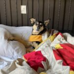 Chico Felitti Instagram - Você foi o cachorro mais esquisito q eu conheci. Chegou em casa como se tivesse 2 anos. Em um mês, a gente descobriu que tinha 12. Você saiu da rua, mas nunca deixou de ser o terror dela: rosnou pra homens & mulheres, crianças & adultos, judeus & muçulmanos. Mas, assim que chegava em casa, você virava um bebê idoso & só dormia se alguém te abraçasse. Você cuidou do renan como se fosse seu filhote, & vá saber quantos você teve de fato por aí. Você era a primeira coisa que eu via quando acordava. E eu ficava feliz de te ver & você ficava feliz de me ver. Agora, você vai ser treze quilos de vazio no sofá, onde ainda tá o seu cheiro. Você foi o melhor cachorro que eu conheci, Feia.