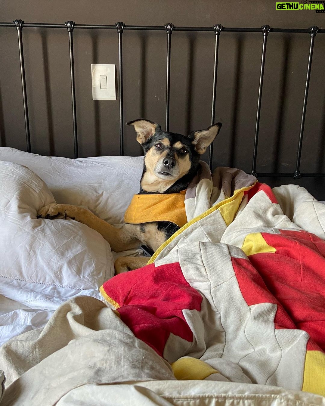 Chico Felitti - 62.4K Likes - Você foi o cachorro mais esquisito q eu conheci. Chegou em casa como se tivesse 2 anos. Em um mês, a gente descobriu que tinha 12. Você saiu da rua, mas nunca deixou de ser o terror dela: rosnou pra homens & mulheres, crianças & adultos, judeus & muçulmanos. Mas, assim que chegava em casa, você virava um bebê idoso & só dormia se alguém te abraçasse. Você cuidou do renan como se fosse seu filhote, & vá saber quantos você teve de fato por aí. Você era a primeira coisa que eu via quando acordava. E eu ficava feliz de te ver & você ficava feliz de me ver. Agora, você vai ser treze quilos de vazio no sofá, onde ainda tá o seu cheiro. Você foi o melhor cachorro que eu conheci, Feia.