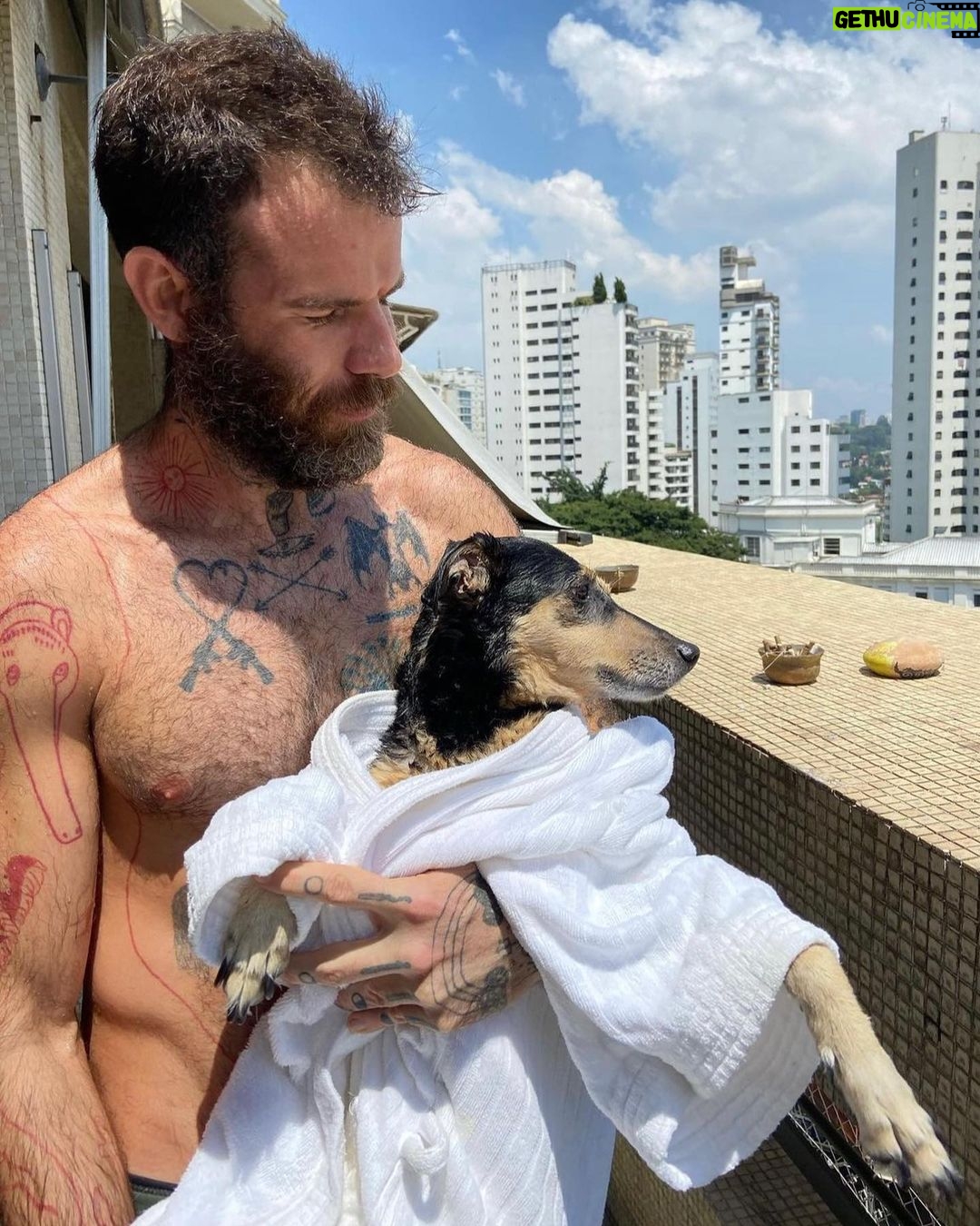 Chico Felitti - 62.4K Likes - Você foi o cachorro mais esquisito q eu conheci. Chegou em casa como se tivesse 2 anos. Em um mês, a gente descobriu que tinha 12. Você saiu da rua, mas nunca deixou de ser o terror dela: rosnou pra homens & mulheres, crianças & adultos, judeus & muçulmanos. Mas, assim que chegava em casa, você virava um bebê idoso & só dormia se alguém te abraçasse. Você cuidou do renan como se fosse seu filhote, & vá saber quantos você teve de fato por aí. Você era a primeira coisa que eu via quando acordava. E eu ficava feliz de te ver & você ficava feliz de me ver. Agora, você vai ser treze quilos de vazio no sofá, onde ainda tá o seu cheiro. Você foi o melhor cachorro que eu conheci, Feia.