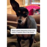 Chico Felitti Instagram - CARA DE UM…. Os pets com apelidos mais únicos competiram ontem. Esses aqui são os mais votados, tem outros 30 no story destacado EC Pet Encrequinhas Pet Shop