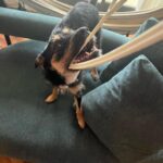 Chico Felitti Instagram - Hoje faz um ano q saí meio altinho de um almoço e cometi o melhor erro da vida. Passei numa feira de adoção & vi uma filhotona desengonçada que era mais magra que os irmãos, pq eles não deixavam ela mamar. Uma cachorra que tinha cara de coitada, com olhos de copo d’água. Três dias depois, já tava sóbrio e com ela em casa. E descobri que se tratava da ganhadora do Oscar de melhor atriz canina: a cara de coitada escondia um demônio da Tasmânia, quatro quilos de puro caos. Desde então, pachorra destruiu dinheiro, oito cabos de iPhone, dois sofás, todos os chinelos da casa… mas também roeu a parede do meu coração, onde se aboletou e deitou, pedindo carinho. É o cachorro mais amoroso do mundo. Adotar um bicho muda a vida (mais a sua do que a dele, acredite, & pra melhor)