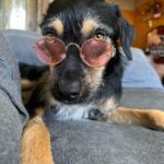 Chico Felitti Instagram - Hoje faz um ano q saí meio altinho de um almoço e cometi o melhor erro da vida. Passei numa feira de adoção & vi uma filhotona desengonçada que era mais magra que os irmãos, pq eles não deixavam ela mamar. Uma cachorra que tinha cara de coitada, com olhos de copo d’água. Três dias depois, já tava sóbrio e com ela em casa. E descobri que se tratava da ganhadora do Oscar de melhor atriz canina: a cara de coitada escondia um demônio da Tasmânia, quatro quilos de puro caos. Desde então, pachorra destruiu dinheiro, oito cabos de iPhone, dois sofás, todos os chinelos da casa… mas também roeu a parede do meu coração, onde se aboletou e deitou, pedindo carinho. É o cachorro mais amoroso do mundo. Adotar um bicho muda a vida (mais a sua do que a dele, acredite, & pra melhor)