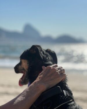 Chico Felitti Instagram - Hoje faz um ano q saí meio altinho de um almoço e cometi o melhor erro da vida. Passei numa feira de adoção & vi uma filhotona desengonçada que era mais magra que os irmãos, pq eles não deixavam ela mamar. Uma cachorra que tinha cara de coitada, com olhos de copo d’água. Três dias depois, já tava sóbrio e com ela em casa. E descobri que se tratava da ganhadora do Oscar de melhor atriz canina: a cara de coitada escondia um demônio da Tasmânia, quatro quilos de puro caos. Desde então, pachorra destruiu dinheiro, oito cabos de iPhone, dois sofás, todos os chinelos da casa… mas também roeu a parede do meu coração, onde se aboletou e deitou, pedindo carinho. É o cachorro mais amoroso do mundo. Adotar um bicho muda a vida (mais a sua do que a dele, acredite, & pra melhor)