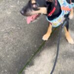 Chico Felitti Instagram - Hoje faz um ano q saí meio altinho de um almoço e cometi o melhor erro da vida. Passei numa feira de adoção & vi uma filhotona desengonçada que era mais magra que os irmãos, pq eles não deixavam ela mamar. Uma cachorra que tinha cara de coitada, com olhos de copo d’água. Três dias depois, já tava sóbrio e com ela em casa. E descobri que se tratava da ganhadora do Oscar de melhor atriz canina: a cara de coitada escondia um demônio da Tasmânia, quatro quilos de puro caos. Desde então, pachorra destruiu dinheiro, oito cabos de iPhone, dois sofás, todos os chinelos da casa… mas também roeu a parede do meu coração, onde se aboletou e deitou, pedindo carinho. É o cachorro mais amoroso do mundo. Adotar um bicho muda a vida (mais a sua do que a dele, acredite, & pra melhor)