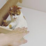 Chinozo Instagram - きゃわわわわ