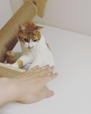 Chinozo Instagram - きゃわわわわ