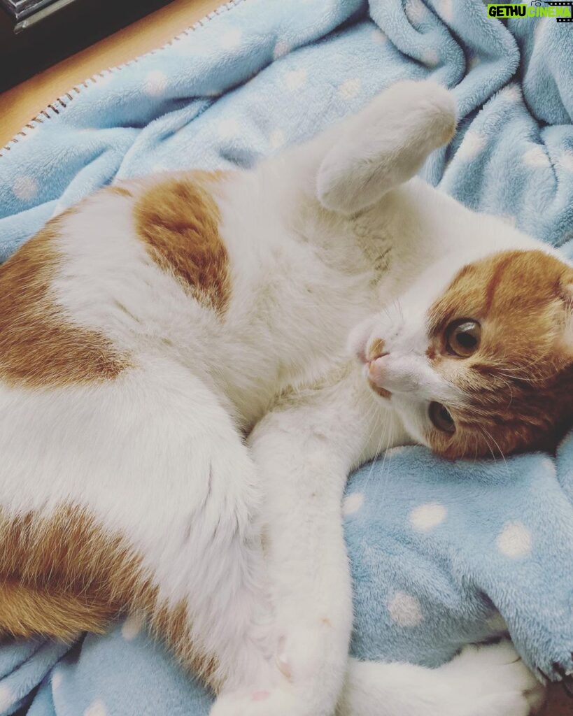 Chinozo Instagram - 新年初猫