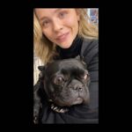 Chloë Grace Moretz Instagram - Right before my strong beautiful little girl went in for her herniated disc spinal surgery :) she is such a tough girl and came out better than ever and is on the road to recovery♥️ I love you so much ruby ♥️ @rubymoretz thank you to the @vca for taking care of her and fixing her right up!